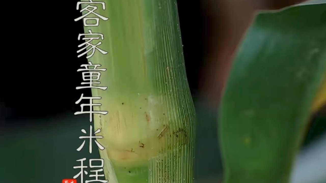客家童年米程