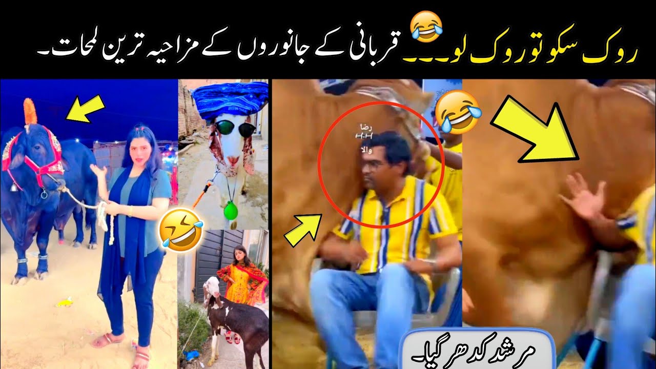 Most Funny Moments Of Qurbani Animals Part :- 4 | funny Qurbani Animals video
