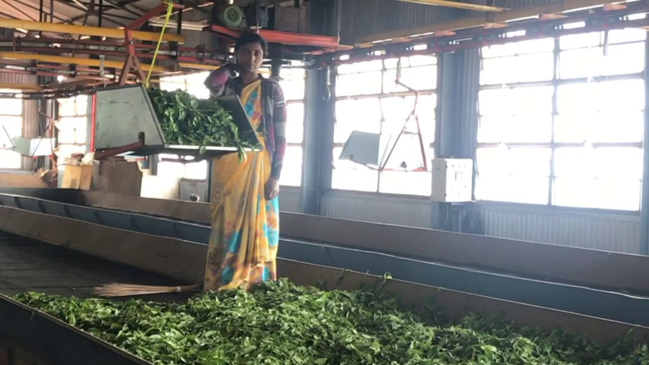 Dodabetta tea factory Tour