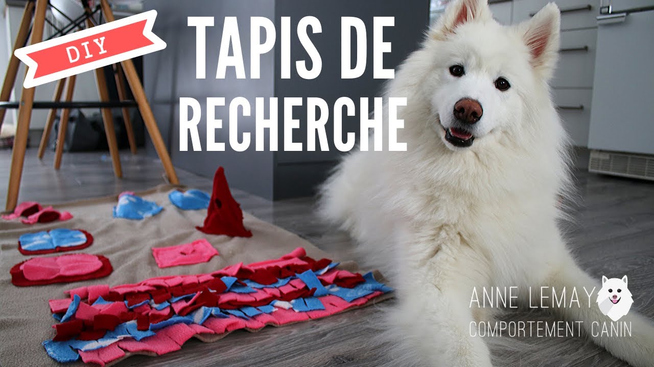 DIY - Comment faire un tapis de recherche pour chien
