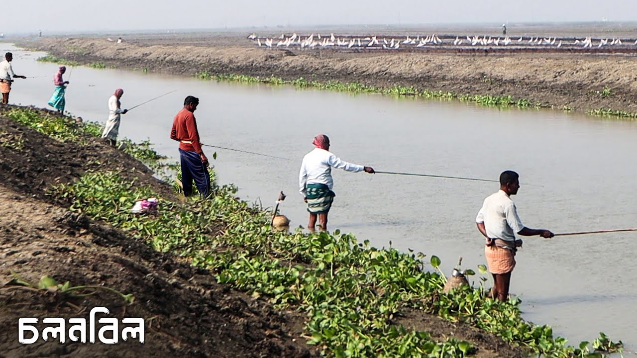 নদীর ঘোলা পানিতে টেংরা ও শিং মাছ ধরার বেস্ট টোপ | River Fishing