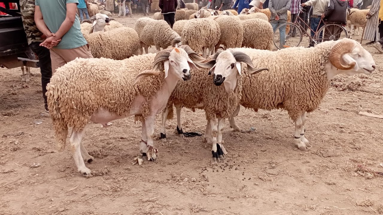 حميدطيكطوك الخوت سوق سيدي سليمان  مليح عاد ولاد بلقويد عند مصطفى