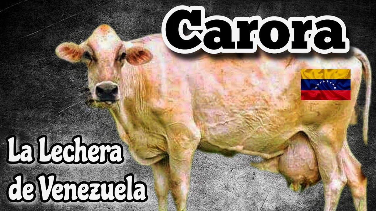 Carora la Lechera Todo Terreno de Venezuela