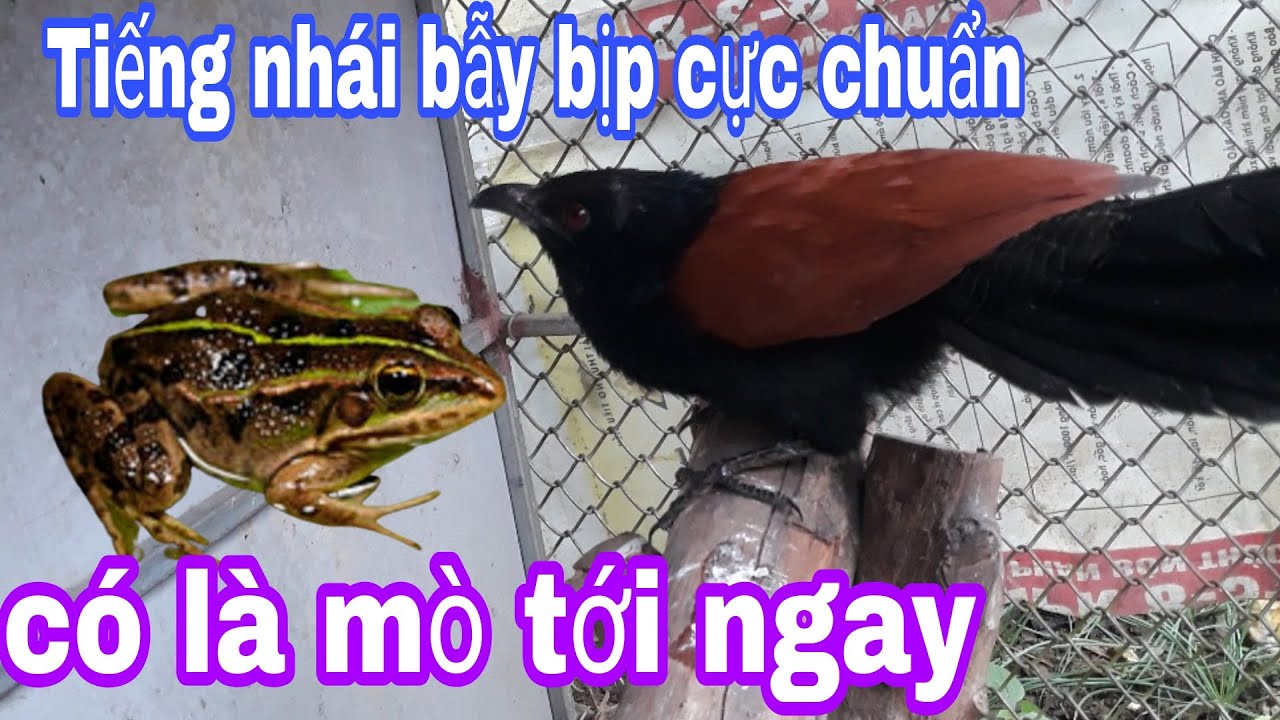 TIẾNG NHÁI GHÉP TIẾNG BÌM BỊP CỰC CHUẨN 2022