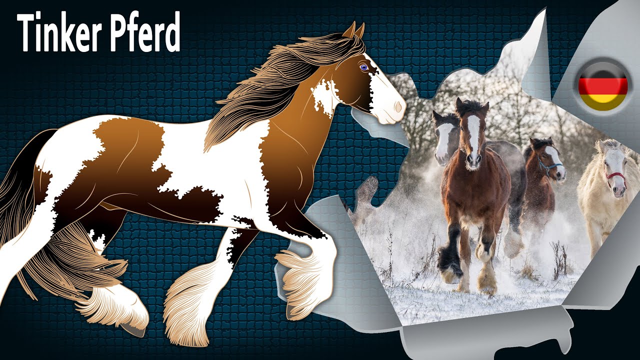 Tinker Pferd, die Pferde irischer und englischer Nomaden, Pferderassen