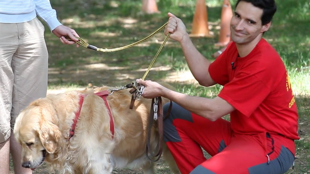 Tipos de correas - Adiestramiento canino - Sapeando