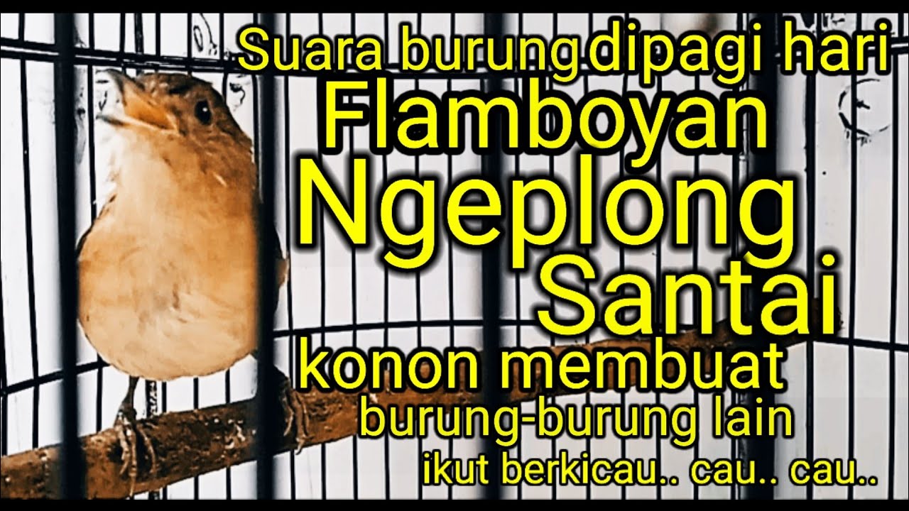 Pancingan burung flamboyan ngeplong santai