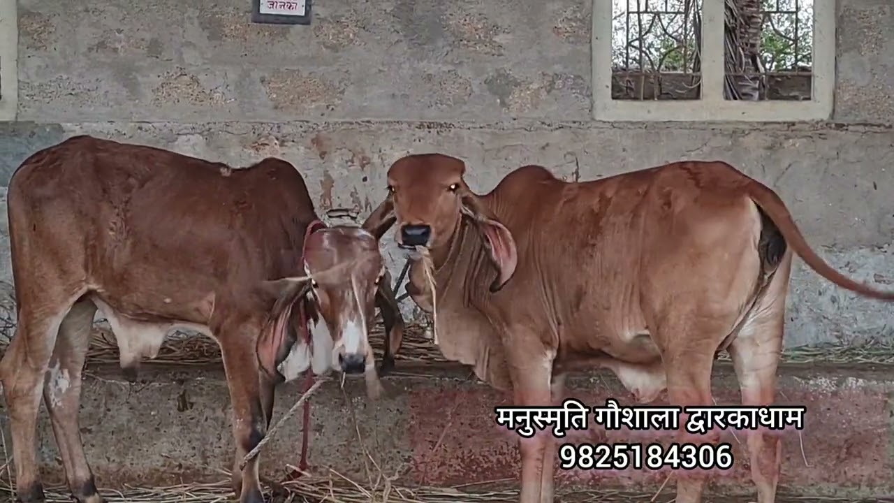 manusmruti Goushala Dwarka