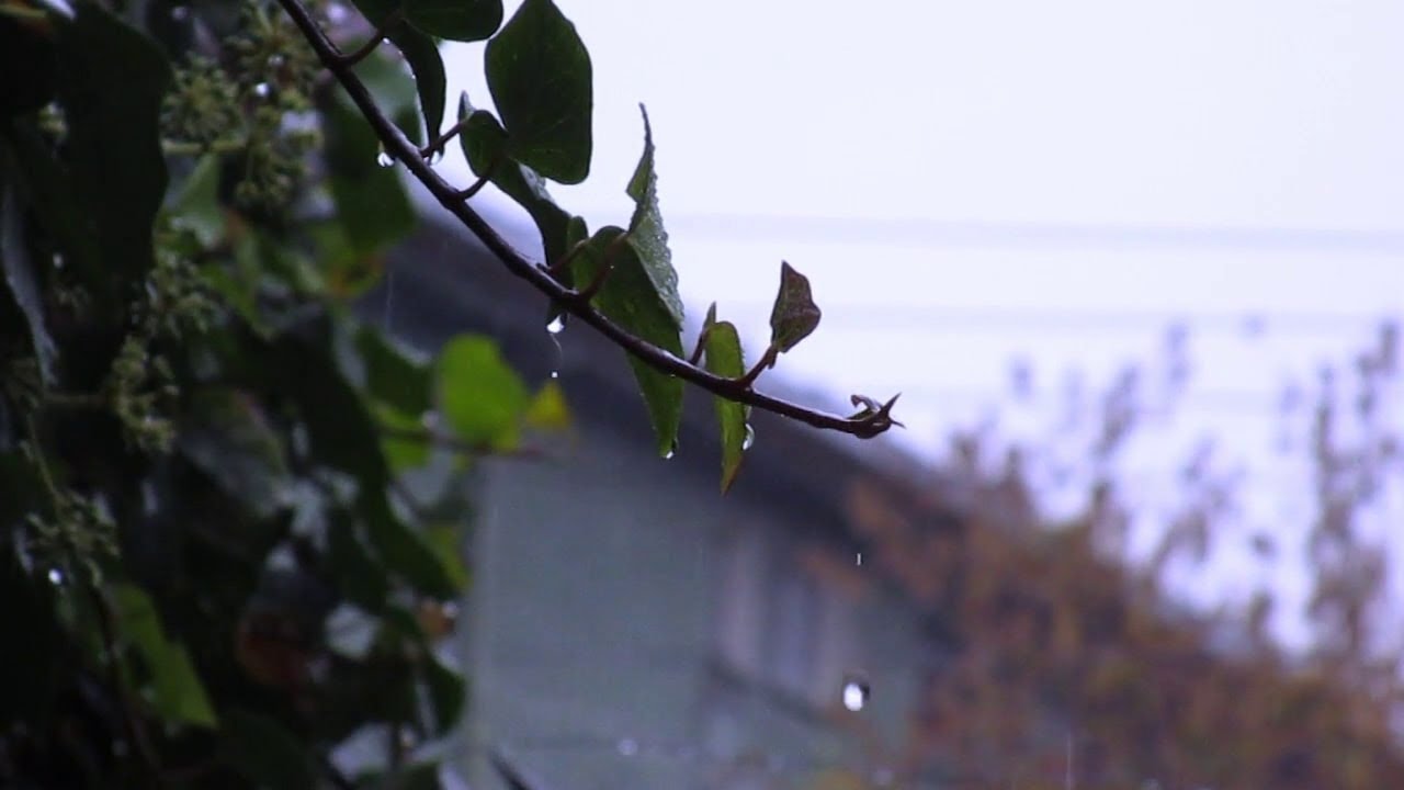 Rain and Birds Ambience-Rainfall-Birds Sheltering-Rain White Noise Sounds For Stress Relief-Insomnia