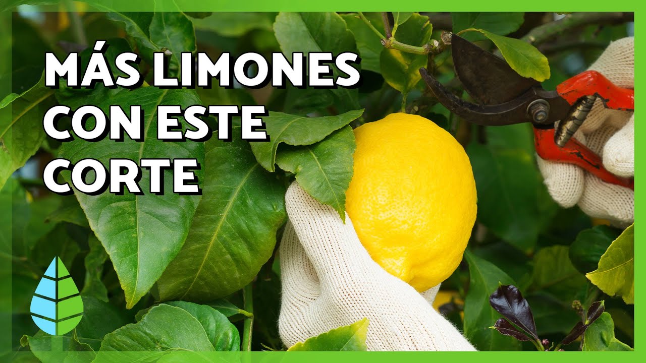 No podes tu limonero sin ver esto: el truco para que dé muchos más limones🍋✨