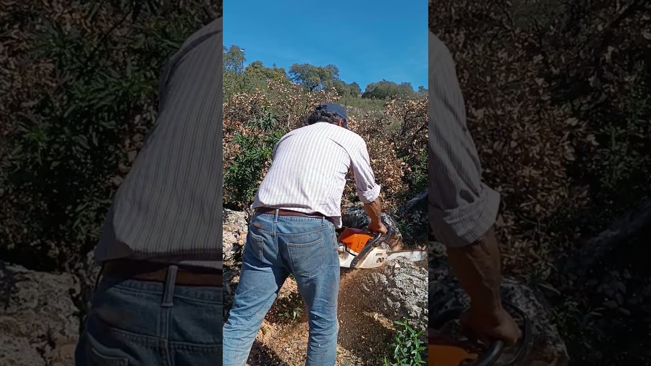 Liao con el alcornoque