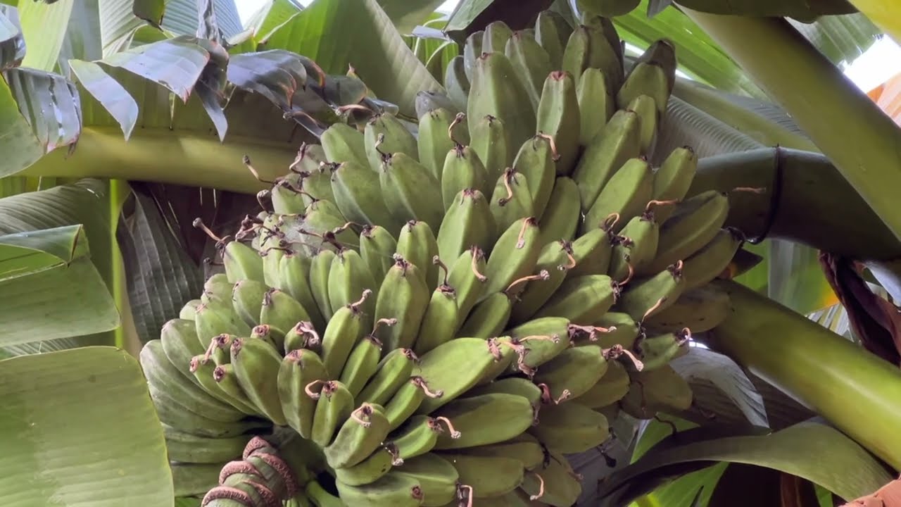 Бананы сорта Саба: одно из моих любимых растений для получения биомассы!