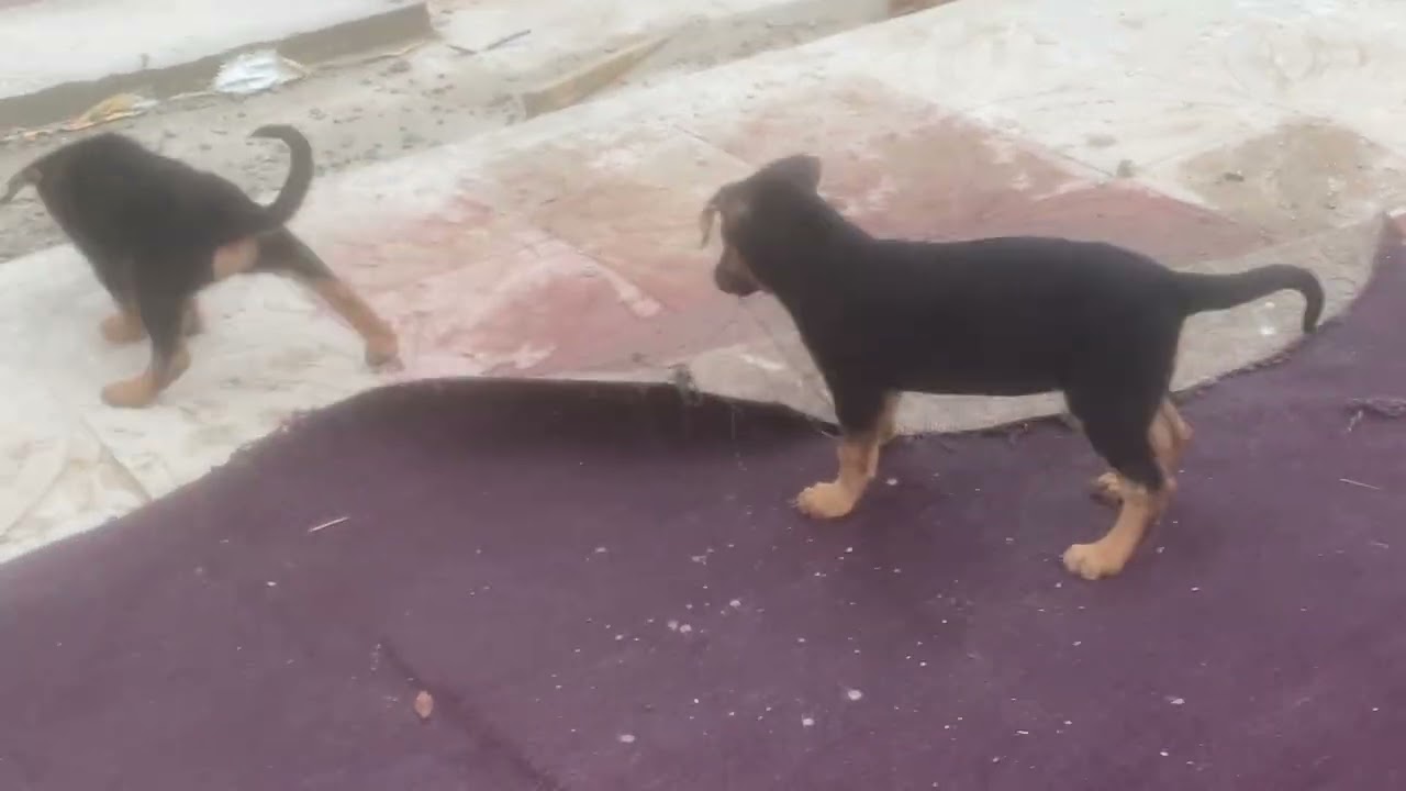 Dog channel for Dogs to watch 