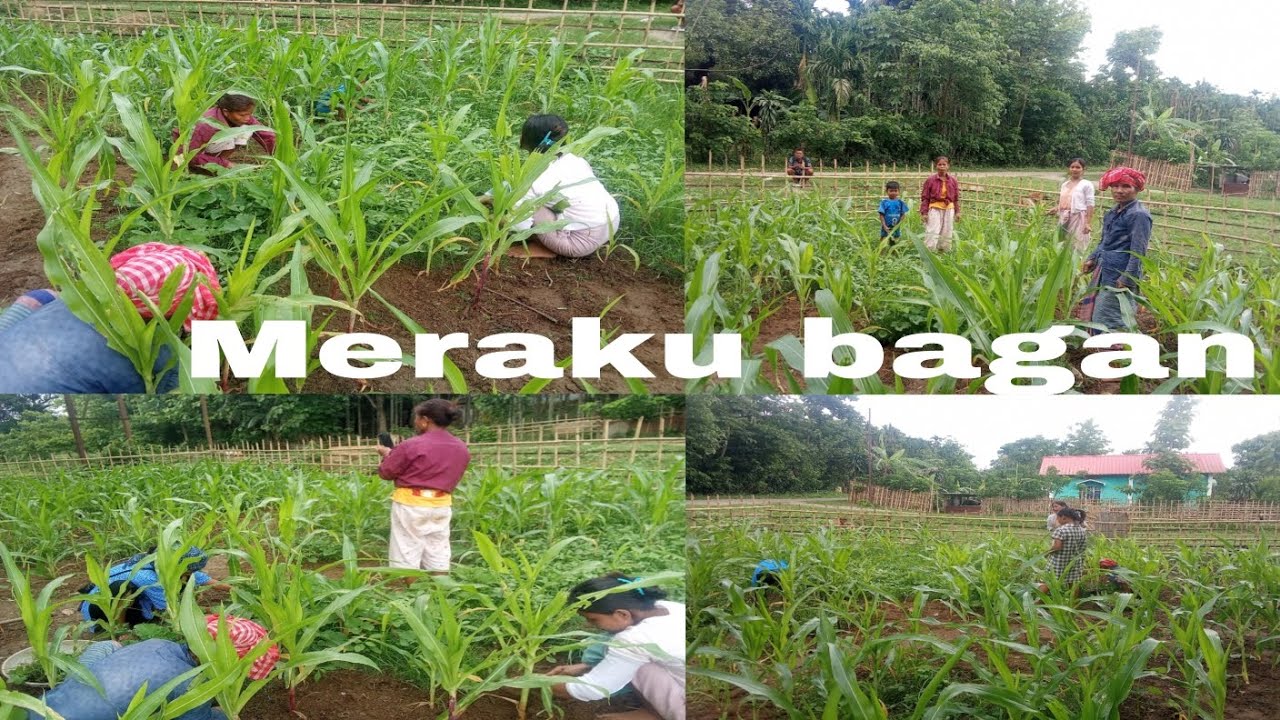 Abini chonbegipa meraku bagan