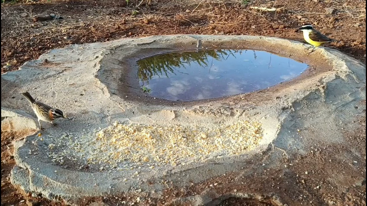 AVES DA CAATINGA