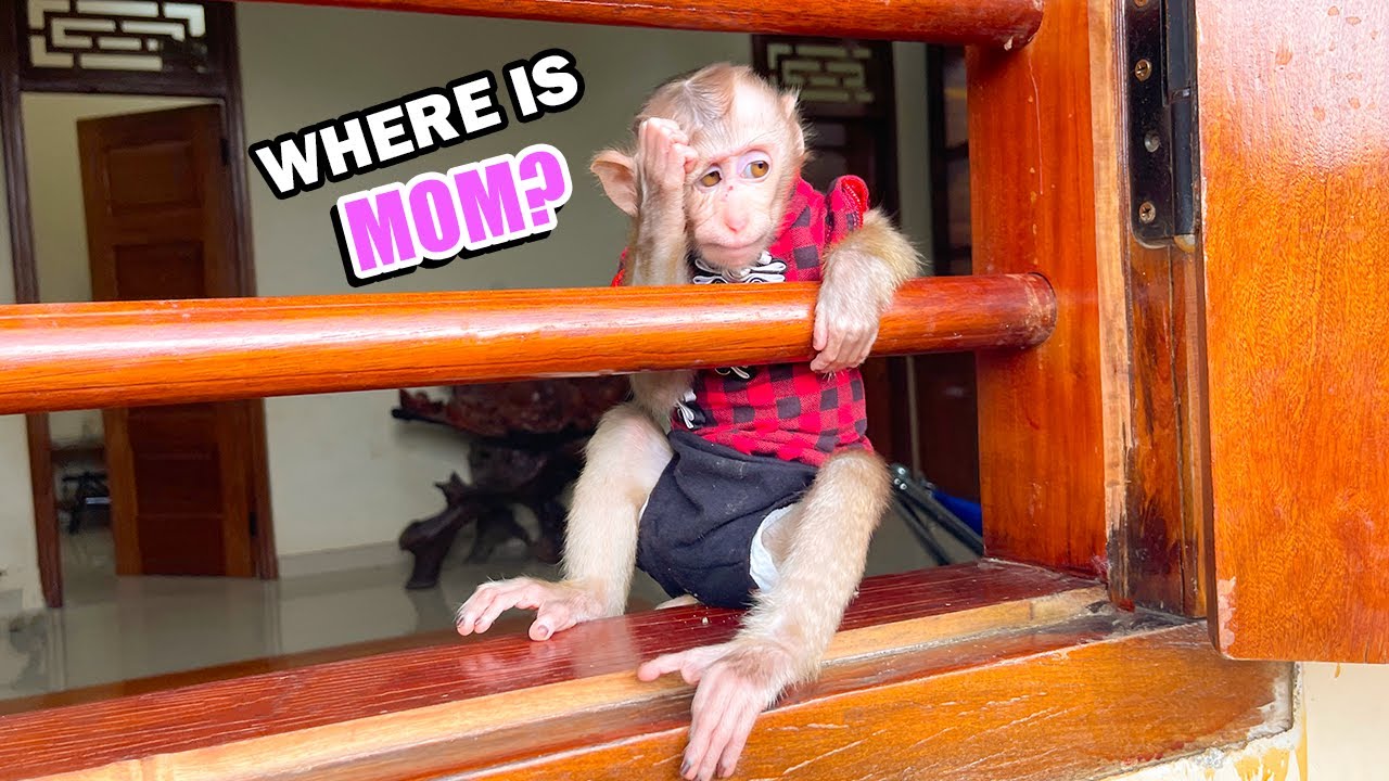 Baby Monkey YUYU Worries Being Abandoned When Mom Goes Out So Long