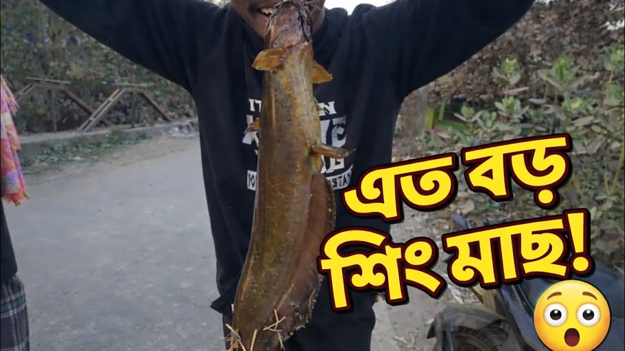 বড়শি দিয়ে দেশি শিং ও কই মাছ ধরার রোমাঞ্চকর অভিজ্ঞতা।