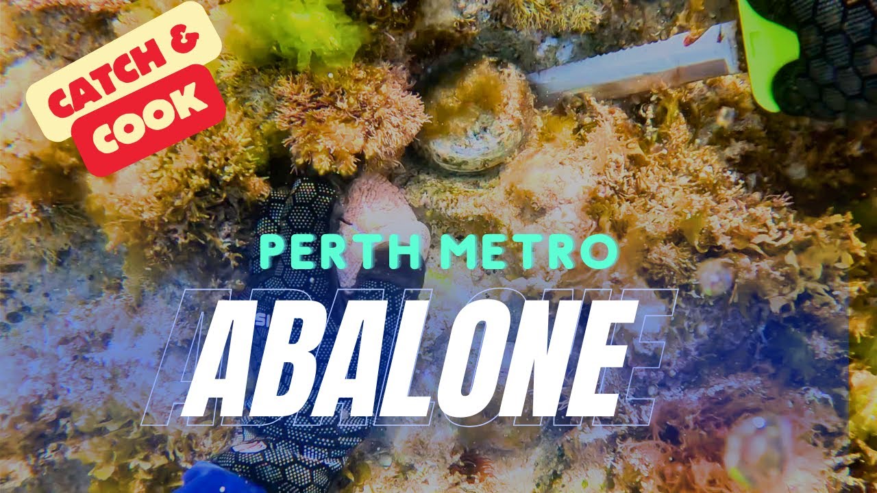 Abalone | Catch & Cook | Perth Western Australia
