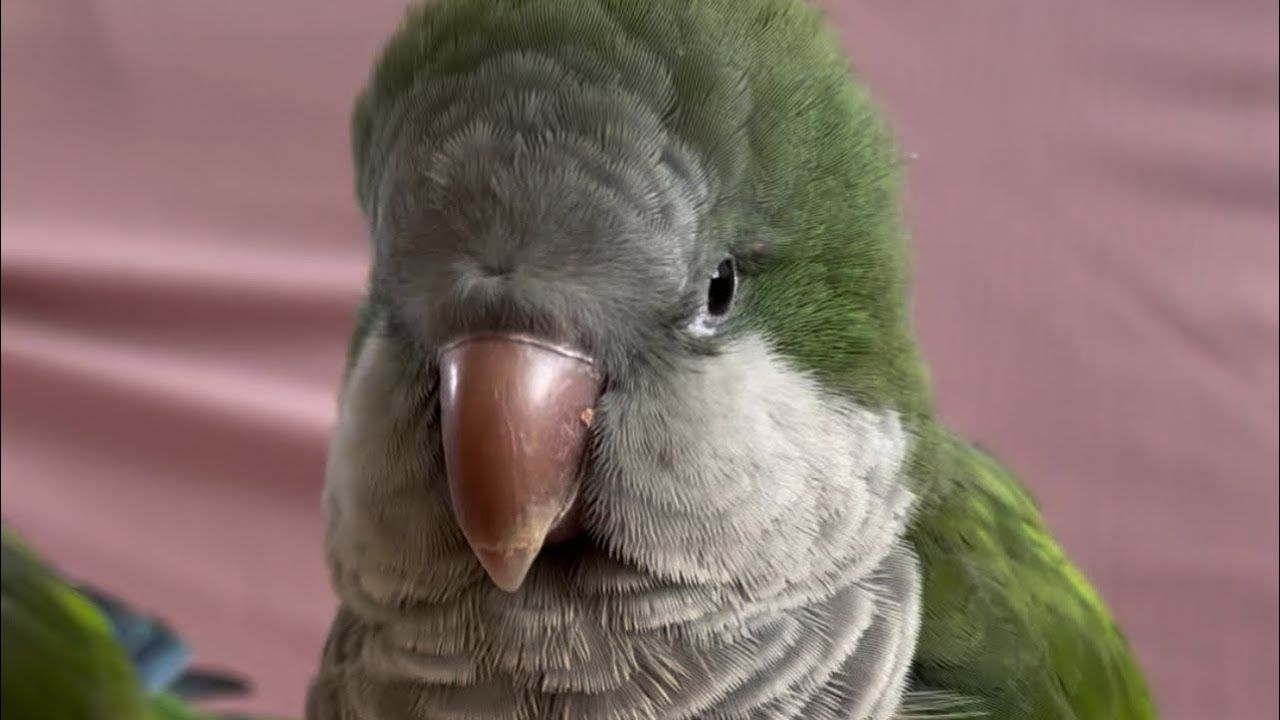 Look how they play with me.😂⚽️ #talkingparot #funnyanimals #birds #cute #pets 