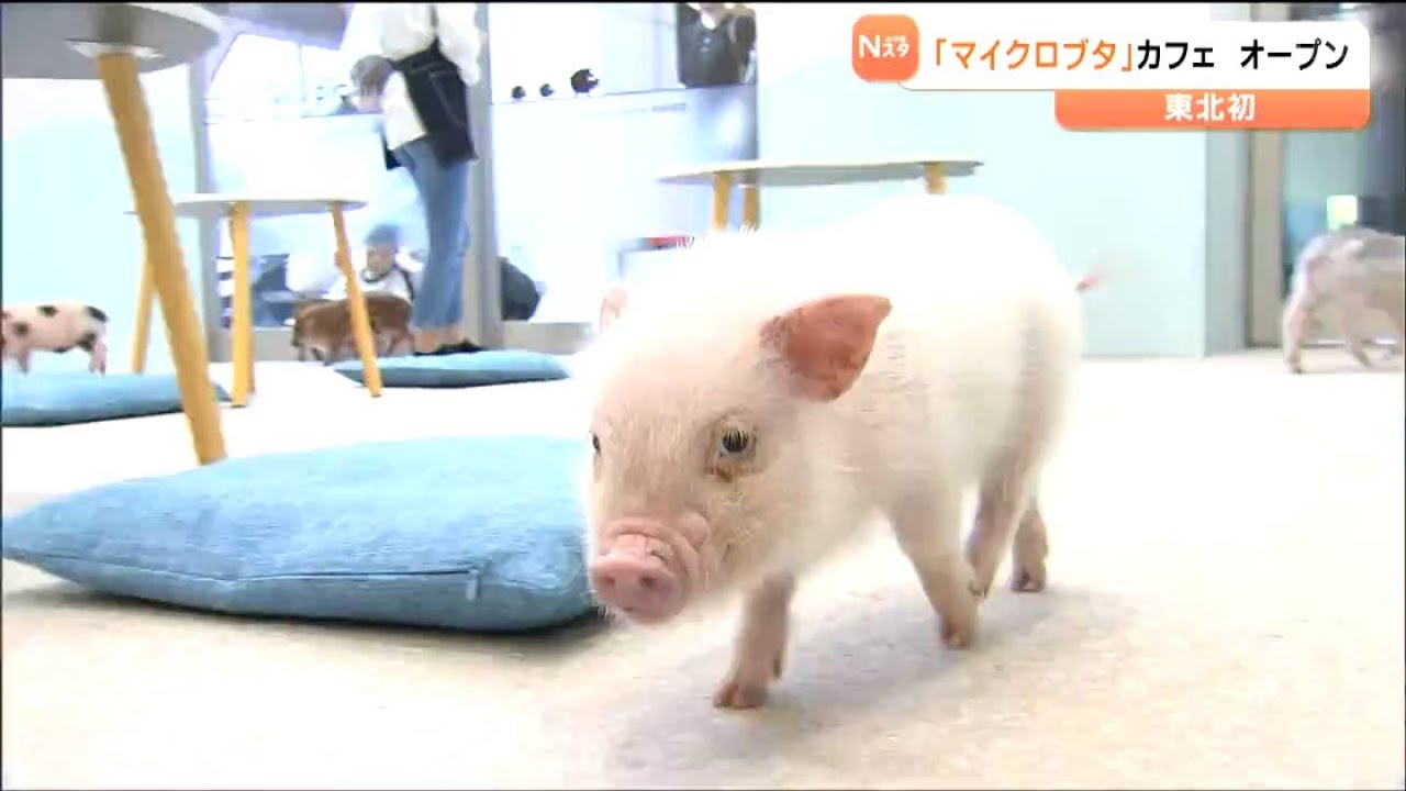 「膝の上にのせて」とブタさんたちが言っている？東北初オープンの「ピッグカフェ」が大人気！体温38度の温もりが「究極の癒し」　宮城・名取市