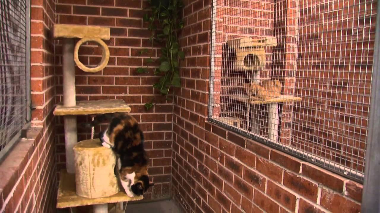 Cat Boarding