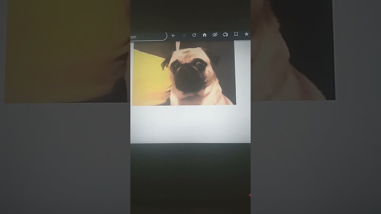 pug meme