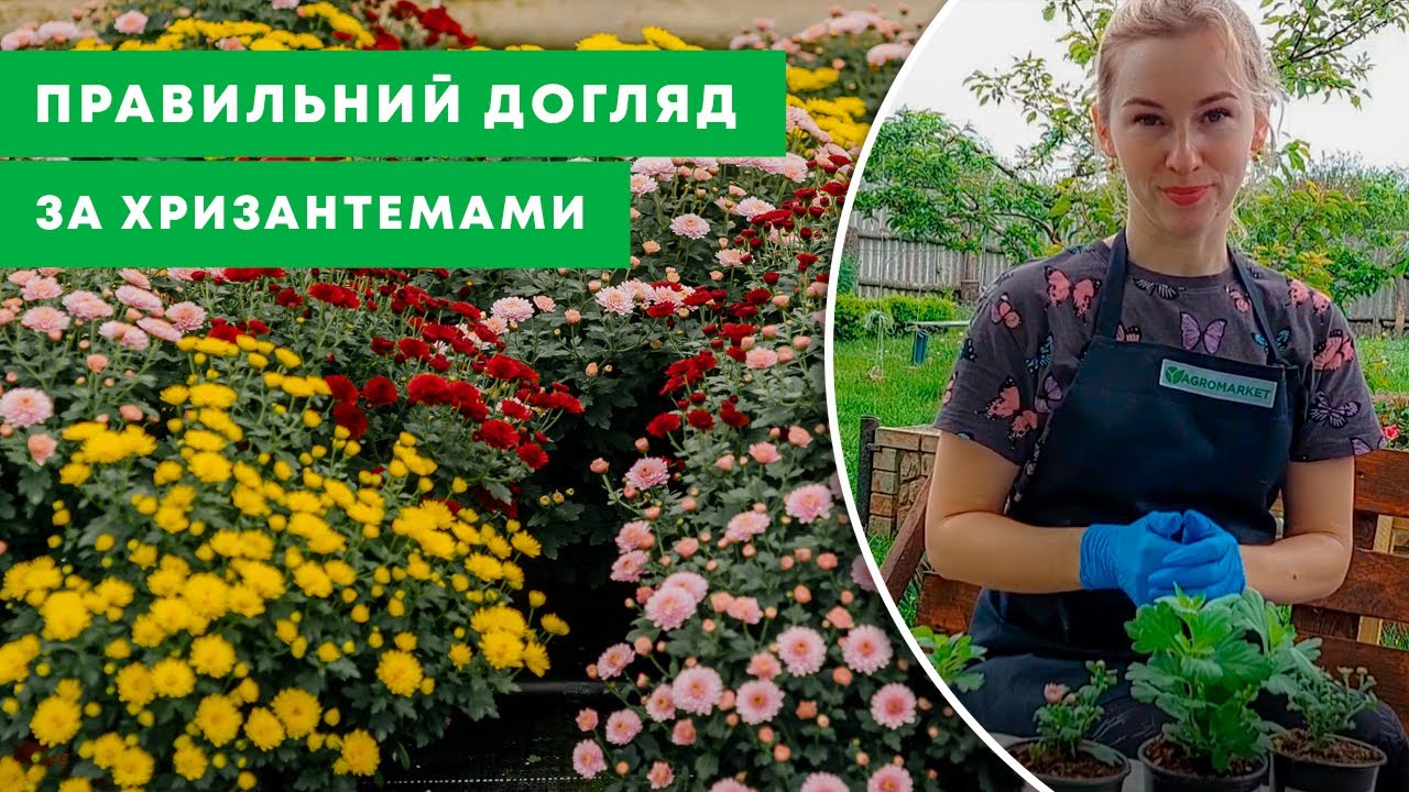 ЩО ТРЕБА ЗНАТИ ПРО ХРИЗАНТЕМУ? | Основні правила посадки та догляду за квіткою | Agro-Market.ua