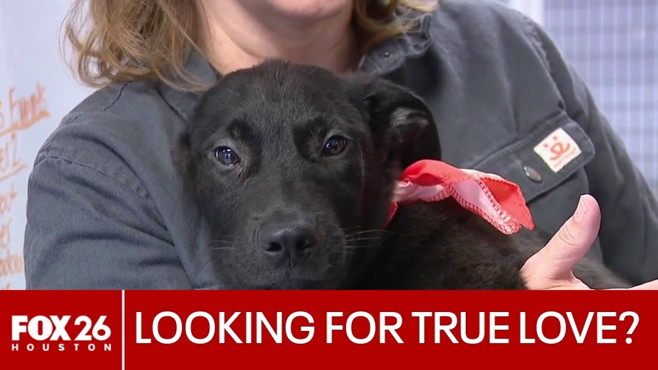 Houston-area animal shelter offering free Valentine’s Day pet foster program
