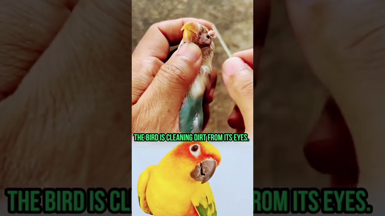 How to Clean Bird Eye Discharge & Foreign Debris | Pet Bird Eye Care Guide