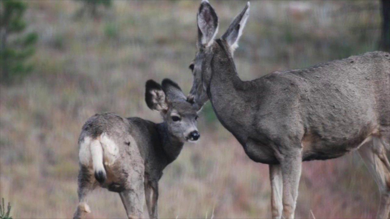 Mammals & Biomes of the Sonoran Desert (audio-described)