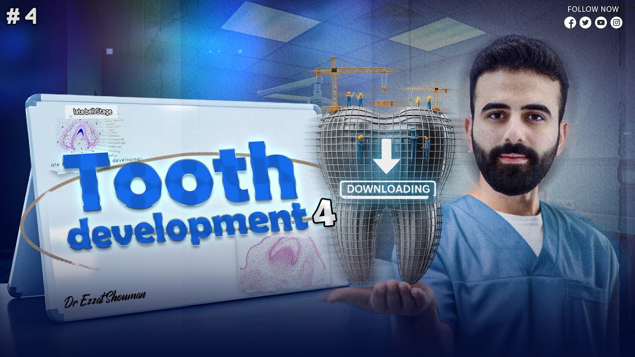 tooth development 4 