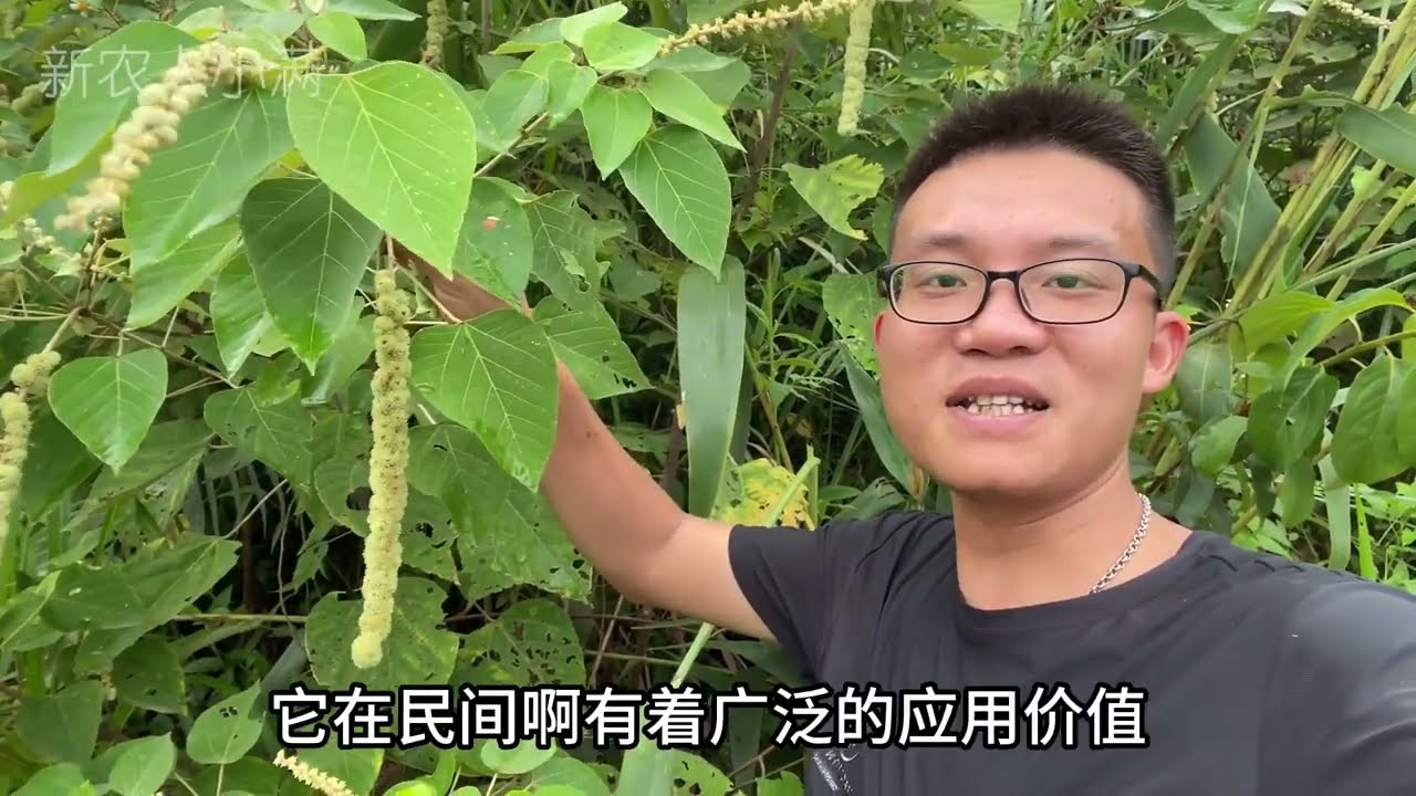 白背叶也叫野桐，叶子晒干磨成粉，它这些价值你知道吗？