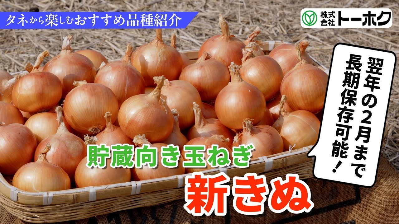 新きぬ玉ねぎ