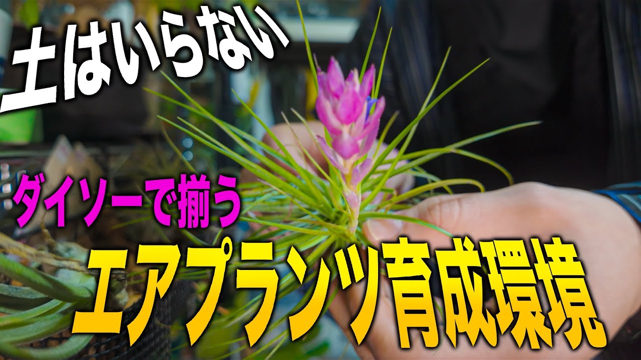 我が家のエアプランツ紹介！【観葉植物/エアプランツ/育成環境/ダイソー】