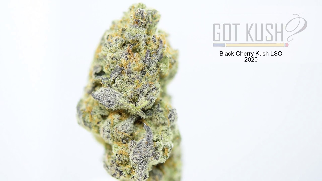 Black Cherry Punch Kush Weed Strain LSO 2020 Premium Cannabis