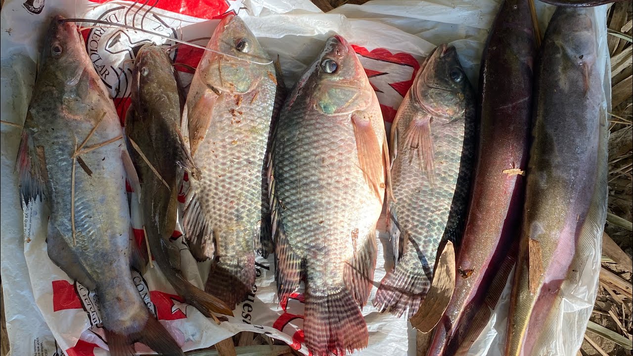 Pesca río cauca tilapia guavina barbudo y viringas