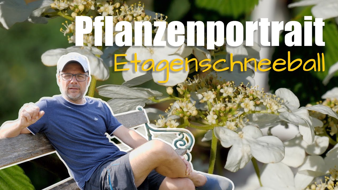 Pflanzenportrait - Etagenschneeball