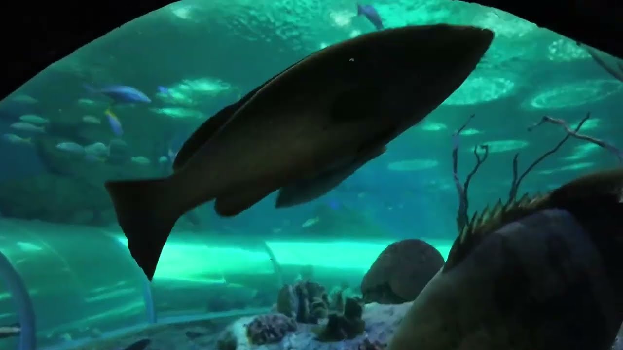 Thailand. Underwater World Pattaya, Hot Pot, Jomtien Walking Street and more [Twitch VOD 14.1.26]