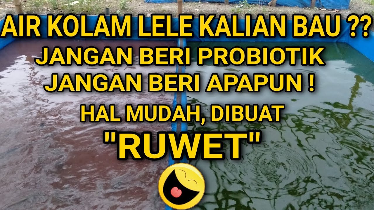 PENYEBAB KOLAM LELE BAU DAN CARA MENGATASINYA | PALING MUDAH DAN SIMPEL !