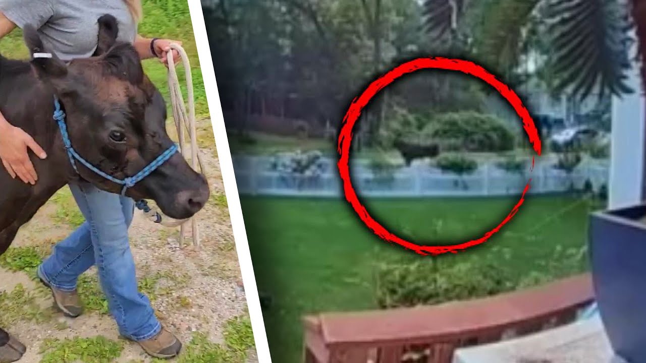 Bull on the Loose Can’t Be Lured With Love of Cow in Heat
