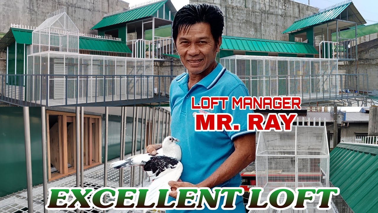 NEWBIE FANCIER NG CALOOCAN  EXCELLENT LOFT  TAIWAN LOFT  MADE BY MHARK AGUILUZ LOFT MAKER