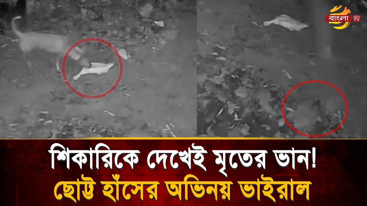 প্রা’ণ বাঁচাতে হাঁসের অবিশ্বাস্য কৌশল! সিসিটিভি ভিডিওতে ধরা পড়ল সারভাইভাল ট্রিক | Bangla TV