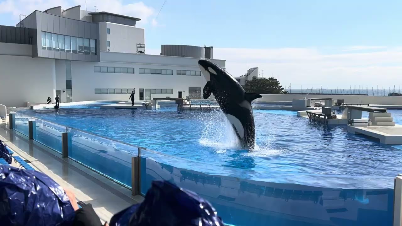 須磨海洋世界 虎鯨表演