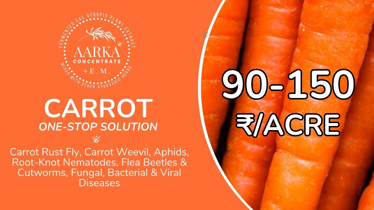 🥕✨ 𝗔𝗺𝗮𝘇𝗶𝗻𝗴 𝗖𝗮𝗿𝗿𝗼𝘁 𝗚𝗿𝗼𝘄𝘁𝗵 𝗶𝗻 𝗷𝘂𝘀𝘁 𝟰𝟱 𝗗𝗮𝘆𝘀 — 𝗼𝗻𝗹𝘆 𝘄𝗶𝘁𝗵 𝗔𝗔𝗥𝗞𝗔™! 🌿