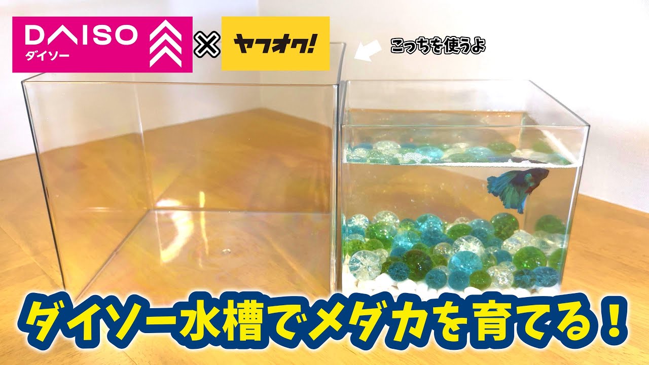 ヤフオクで買ったメダカの卵50個をダイソー水槽で育ててみた【種類MIX】