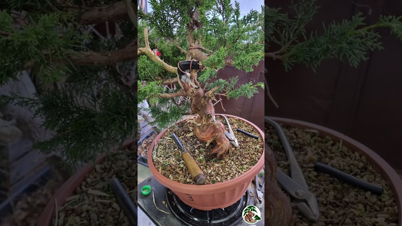 #276 Osserviamo lo sfaldamento dell'akadama, il substrato per bonsai per eccellenza.