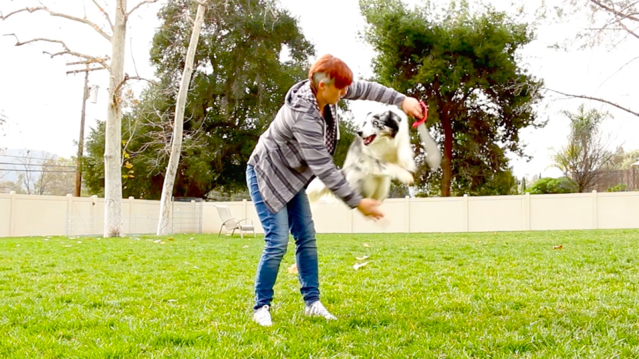 Jump Though a Hoop! - Dog Trick Tutorial