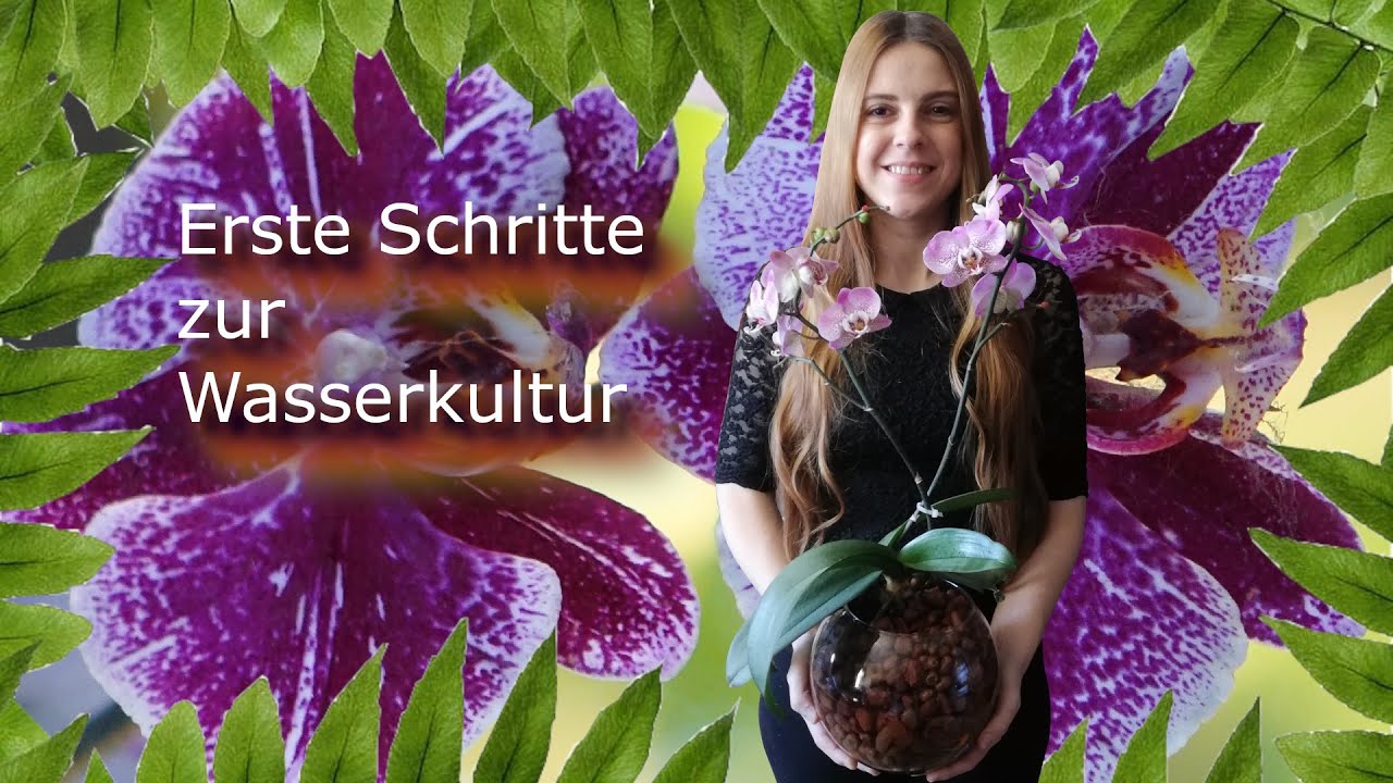 Orchideen in die Wasserkultur einführen |FWC| Erste Schritte