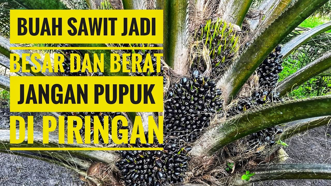 Jangan pupuk sawit di piringanl!!! lakukan ini sebelum pemupukan produksi buah sawit jadi meningkat