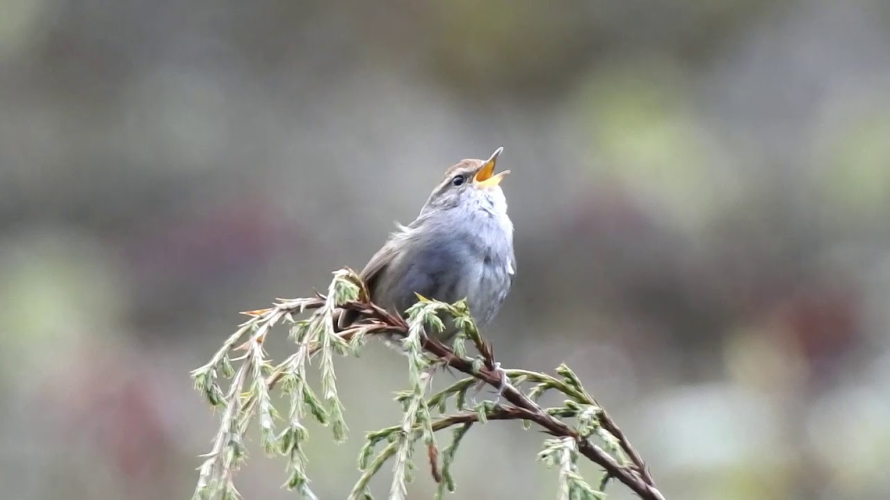 Grey Sided Bush Warbler calling